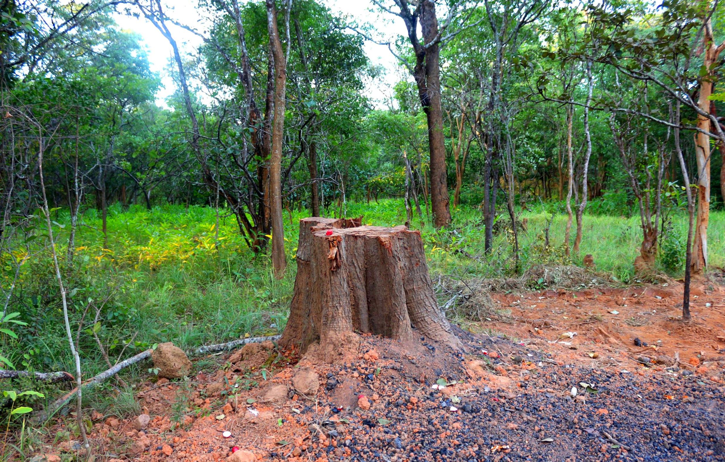 Déforestation, Katanga